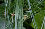 Cuban bulrush